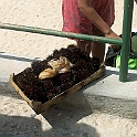 131 Zee egels en inktvis in Cefalu